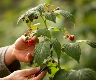 赤い実の付いたラズベリーの木から果物を摘む手