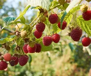 赤い実がなったラズベリーの植物