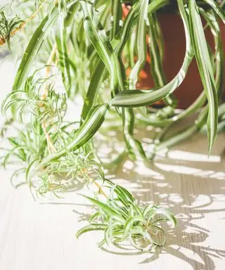 plante araignée