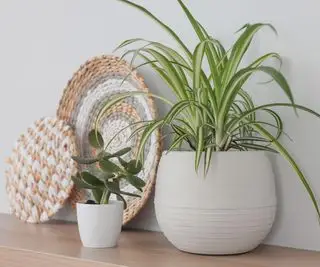 Belles plantes d'intérieur et décoration intérieure sur table en bois près d'un mur lumineux