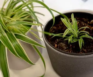 une plante araignée propagée dans le sol