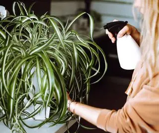 plante araignée brumisateur