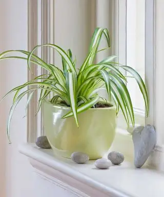 plante araignée sur le rebord de la fenêtre