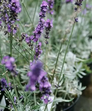 Plantar un macizo de flores con lavanda.