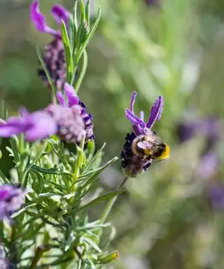 Jardín de vida silvestre con abejas y polinizadores.