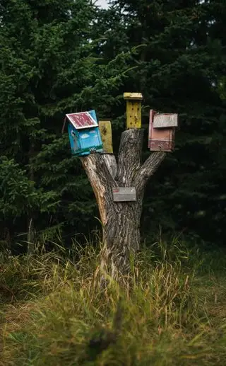 varias cajas de pájaros y hoteles para insectos en el tocón de un árbol