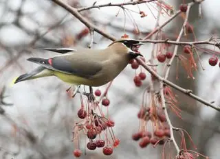 Colorido pájaro Cedar Waxwing (Bombycilla cedrorum) enmascarado negro posado en una rama de árbol de manzano silvestre de invierno - su boca rellena con un manzano silvestre entero