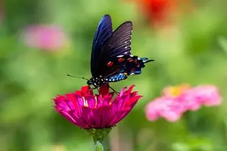 cómo cultivar zinnias mariposa joshua-j-cotten-unsplash
