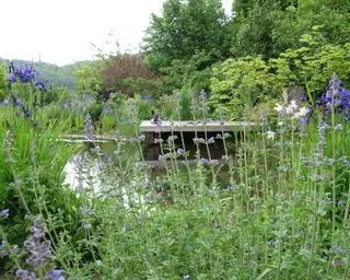 estanque de vida silvestre en un jardín diseñado por Cheryl Cummings
