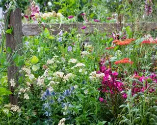 jardín natural de vida silvestre plantado con una rica diversidad de flores