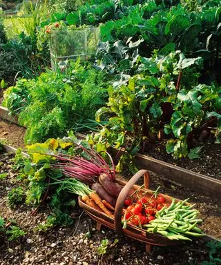 Jardín de vida silvestre con plantación complementaria de zanahorias