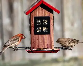 Jardín natural con comedero para pájaros