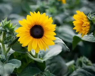 Cómo cultivar girasoles