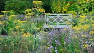 Jardín de vida silvestre con polinizadores