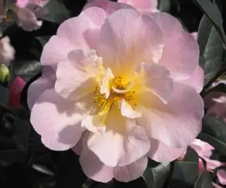 Camelia