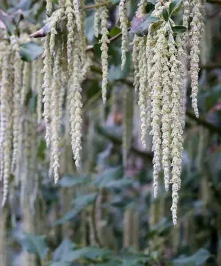 Garrya elliptica, Arbusto de borla de seda