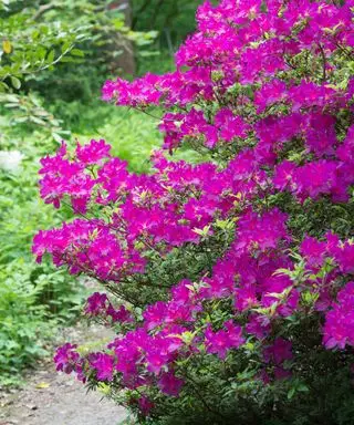 rododendro
