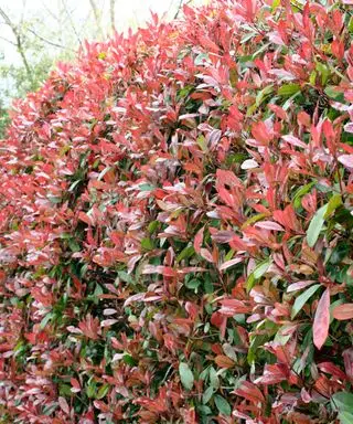 Planta de cobertura Photinia con hojas rojas