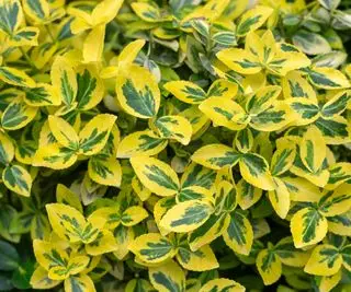 Euonymus Fortunei