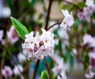 invierno dafne odora