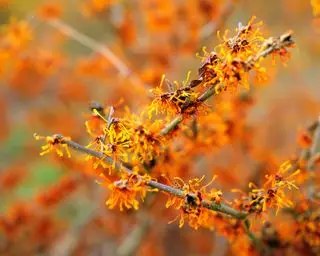 hamamelis que se puede plantar como árbol de raíz desnuda