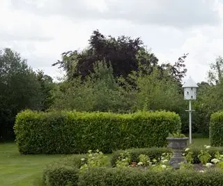 Seto con plantas perennes y una casita para pájaros blanca.
