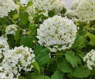 Hortensia arborescens