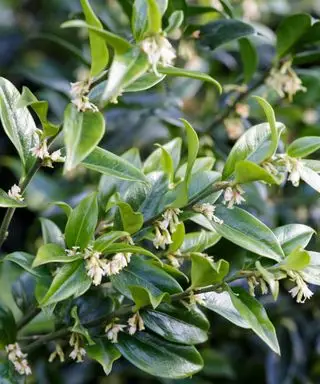 Sarcococca confusa o caja de dulces