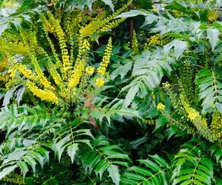 Primer plano de las rosetas amarillas de Mahonia x Media