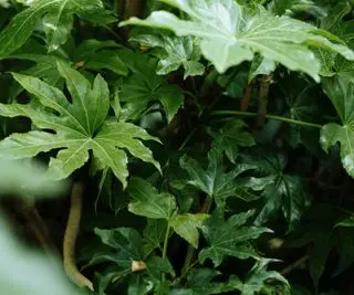 Fatsia japonica brillante (Fatsi, aralia japonesa) con hojas de color verde oscuro
