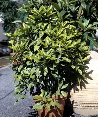 Arbusto Aucuba japonica que crece en un contenedor