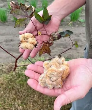 Coton marron cueilli sur une plante