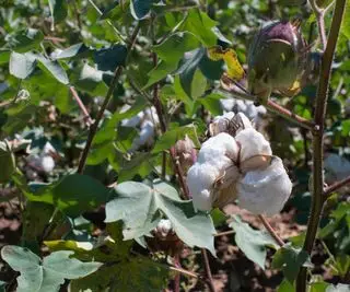 Développement de coton sur un plant de coton