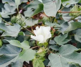 La fleur blanche d'un cotonnier