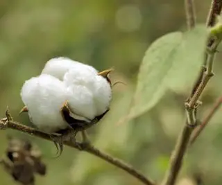 Coton prêt à être récolté sur une plante