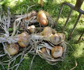 Cebollas recostadas sobre el pasto después de ser cosechadas con un tenedor
