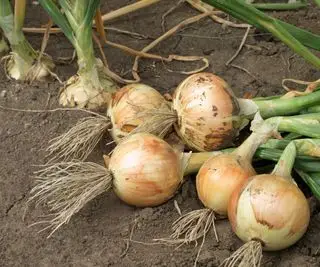 Cebollas cosechadas en el suelo del huerto