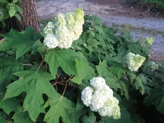 hortensia