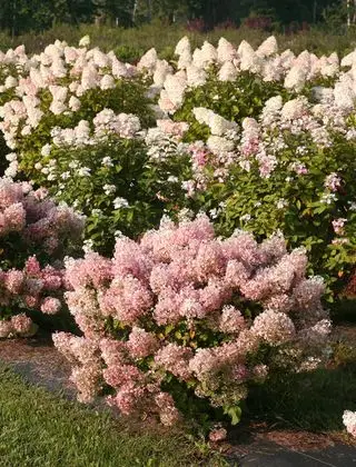 bobo hortensia