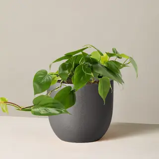 Pothos se ne va