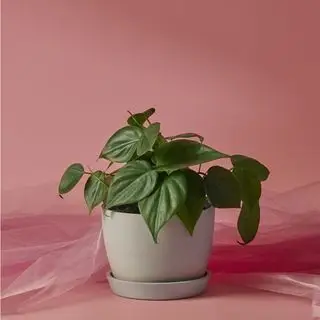 Filodendro Bloomscape