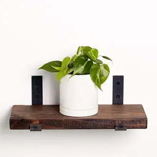 Filodendro di Greendigs