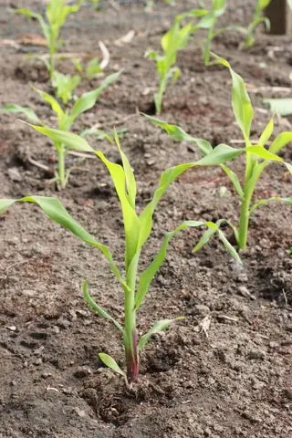 スイートコーンの苗
