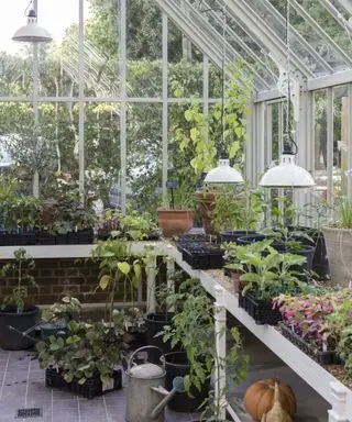 野菜植物のある温室