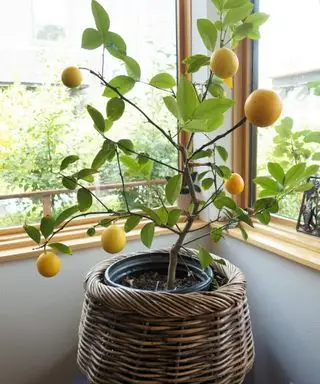 Un limonero en un contenedor que crece en el interior.