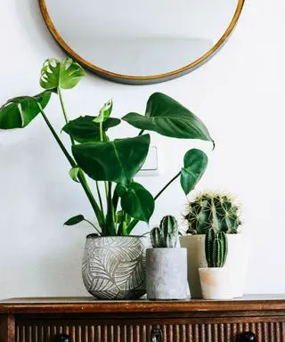 Una planta monstera verde con hojas grandes junto a tres pequeños cactus