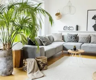 Planta de palma en maceta de interior en un salón minimalista