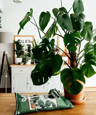 Una planta de interior monstera en una maceta junto a una bolsa de tierra para macetas