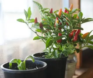 Planta de chile que crece en el interior de una ventana