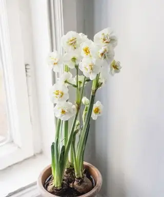 Narcisos floreciendo en la repisa de la ventana